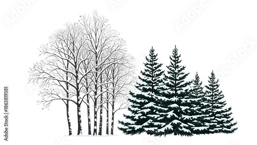 Snow Covered Evergreen Trees and Bare Trees.