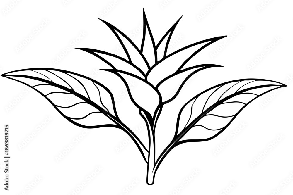 Fototapeta premium heliconia silhouette line art vector illustration