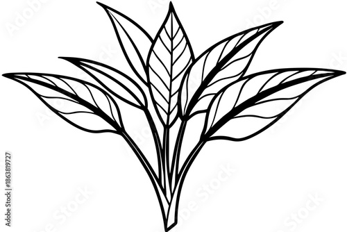 heliconia silhouette line art vector illustration