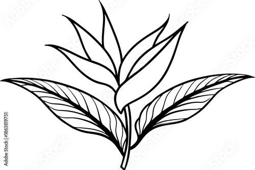 heliconia silhouette line art vector illustration