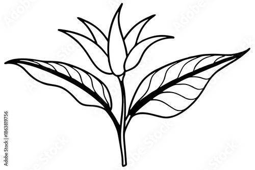 heliconia silhouette line art vector illustration