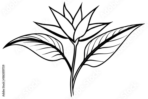 heliconia silhouette line art vector illustration