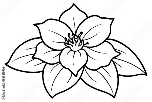 hellebore silhouette line art vector illustration