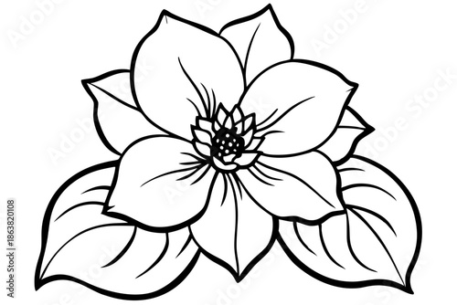 hellebore silhouette line art vector illustration
