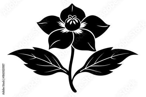hellebore silhouette line art vector illustration
