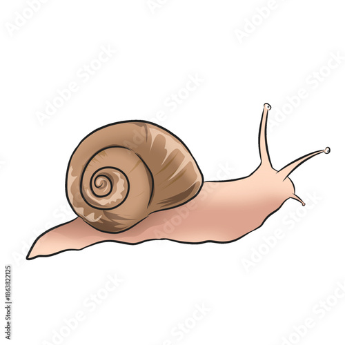 illustration of a leaf snail without a background