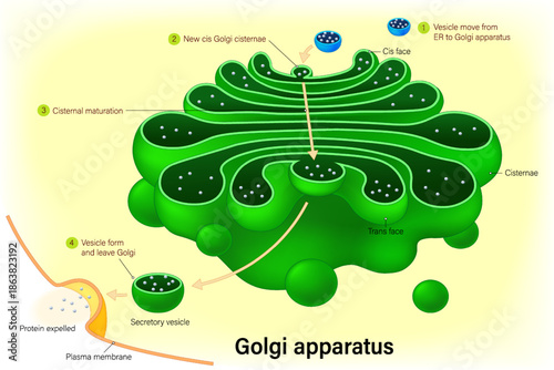 Golgi apparatus structure. Anatomy and function of golgi complex. Organelle of eukaryotic cells. Vesicles for delivery to targeted destinations.