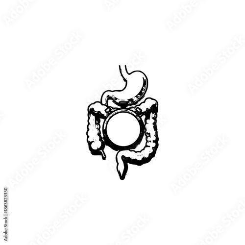 Human digestive organ vector illustration, detailed anatomy of the stomach, intestines, and digestive tract