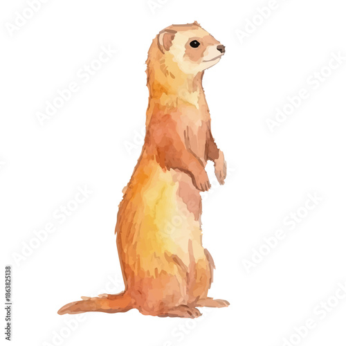 Watercolor-style ferret illustration／フェレット