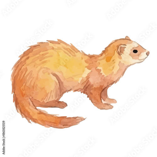 Watercolor-style ferret illustration／フェレット