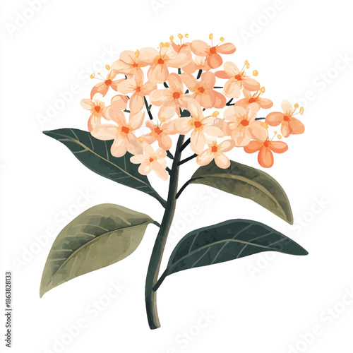 Watercolor illustration of a delicate orange flower with green leaves.