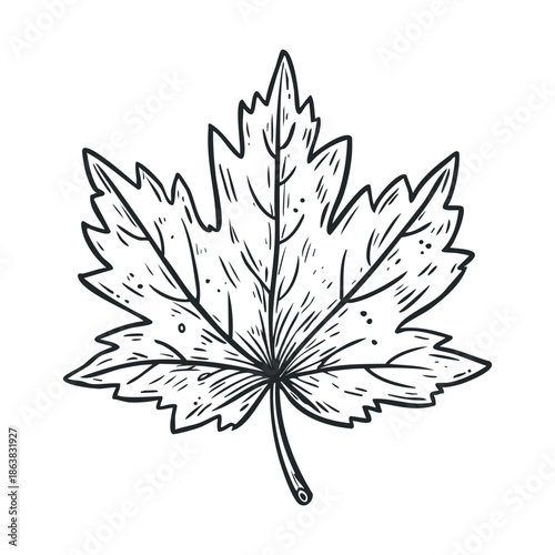 Detailed sketch of a maple leaf in black ink for art projects