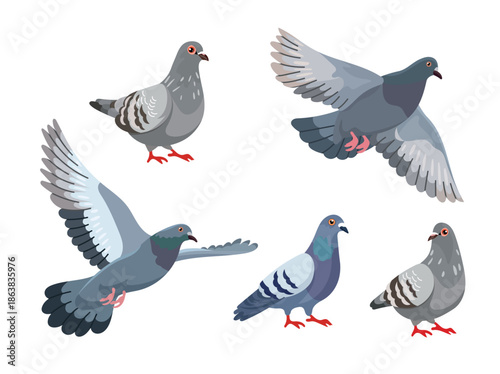 Dove bird set. Flat vector clipart, illustration with isolated background.