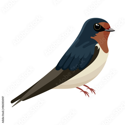 Fotografía Swallow