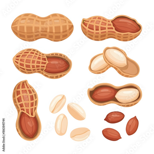 Collection of illustrations depicting whole and shelled peanuts, showcasing their textured shells and inner kernels