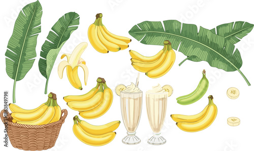 Banana collection with leaves smoothies slices baskets, tropical fruit illustration set for food design healthy nutrition organic agriculture vector flat colorful detailed.