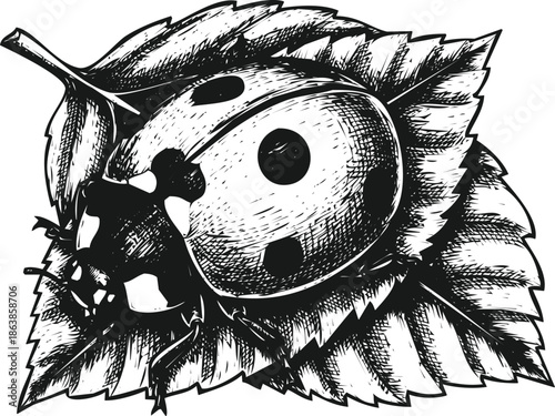 An engraving art style illustration hand drawn detailed engraving illustration of a ladybug resting on a textured leaf, black and white drawing
