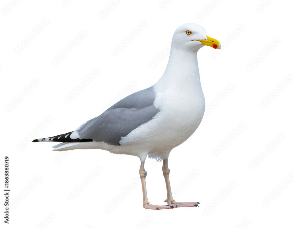 Fototapeta premium Seabird gull stands gracefully with pale gray and white plumage