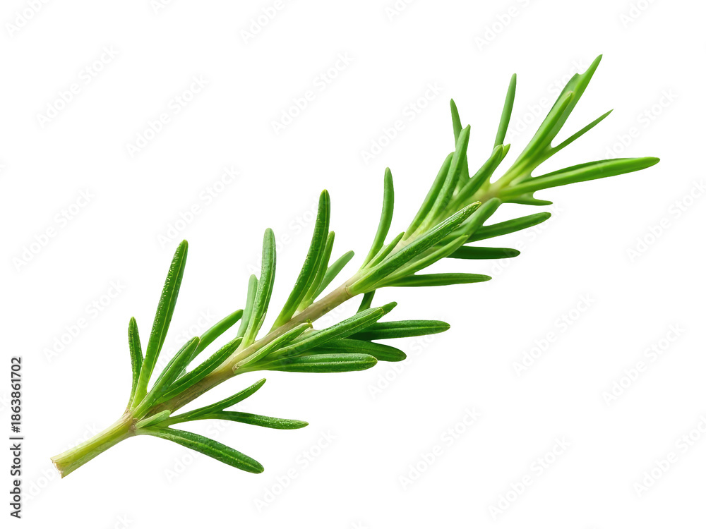 Obraz premium A small sprig of rosemary sits on a clean white background, perfect for use in food or decoration photography
