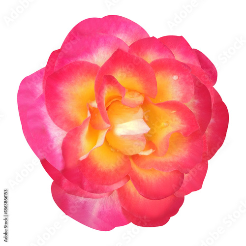 Wallpaper Mural Beautiful Rose Flower Stock Photo Torontodigital.ca