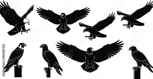 Eagle and Falcon Vector Illustration Set Featuring Bald Eagle Mascot Silhouettes Hawk Graphics Bird of Prey Icons and Predatory Raptor Elements for Logo Design