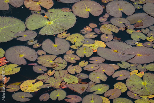 Water Lily Leaves Floating on Pond Surface Creating Natural Pattern on Water