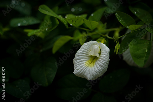 Close Up of White Butterfly Pea Flower with Water Droplets