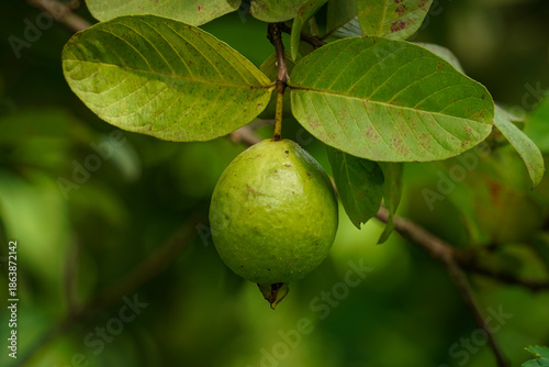 Fresh Green Guava Hanging on Tree in Tropical Garden