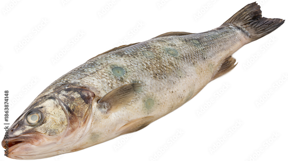 Fototapeta premium Rotten fish 