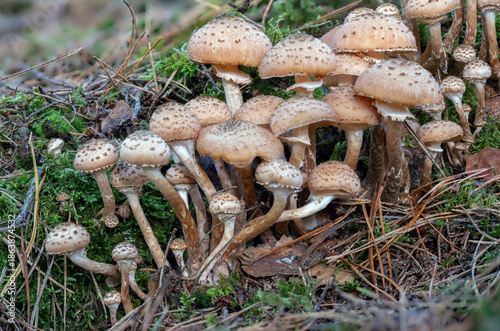 A group of Dark Honey Fungus mushrooms in green Moss