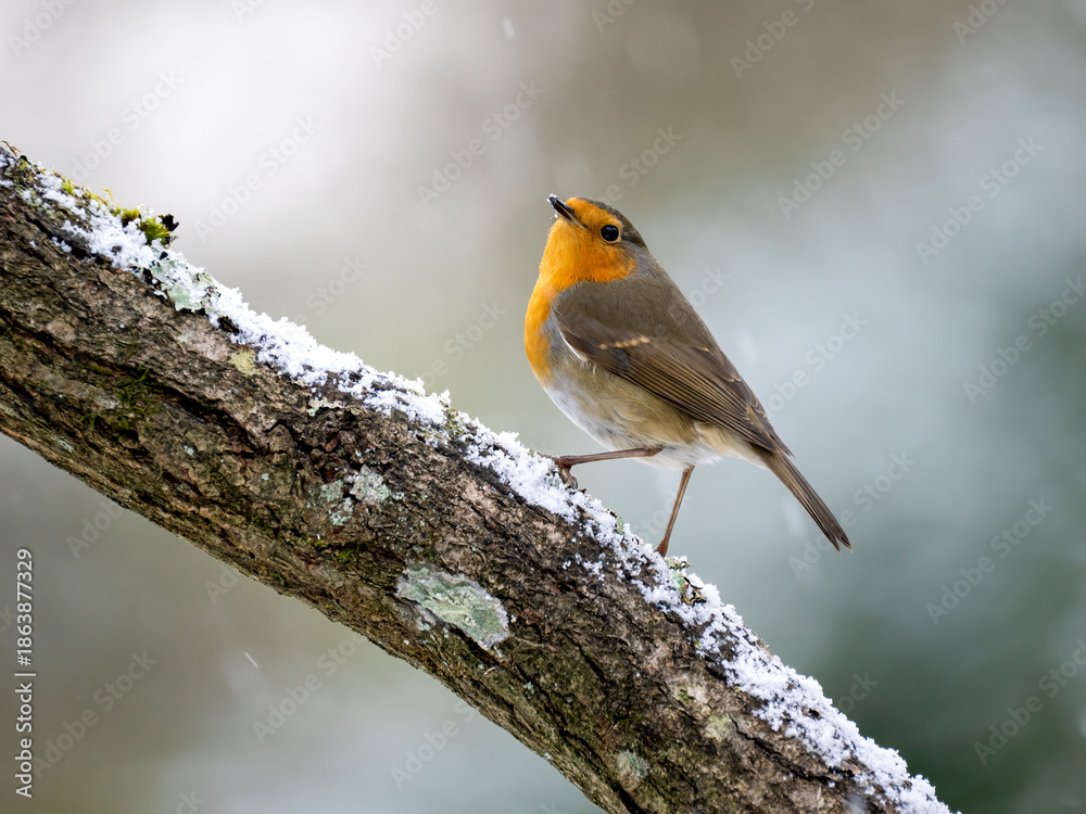 Obraz premium Rotkehlchen, European robin, Erithacus rubecula