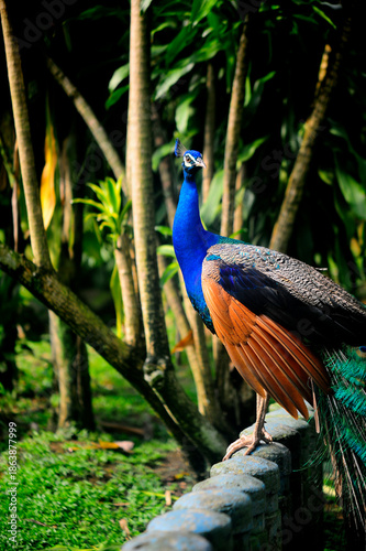 Beautiful colorful peacock bird, Male peafowl are referred to as peacocks, and female peafowl are referred to as peahens