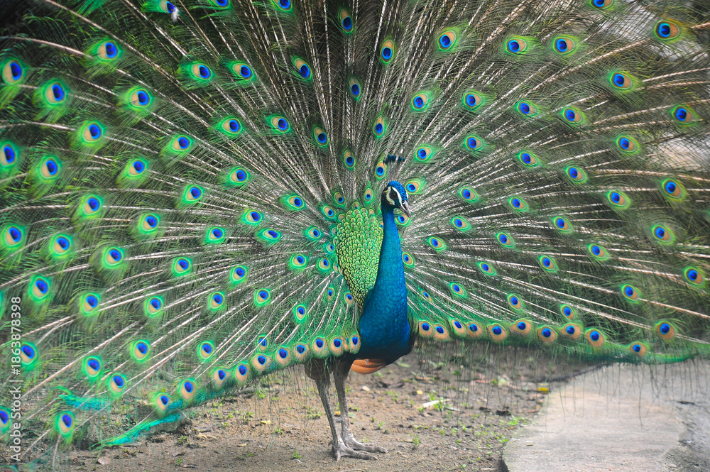 Obraz premium Beautiful colorful peacock bird, Male peafowl are referred to as peacocks, and female peafowl are referred to as peahens