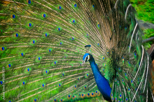 Beautiful colorful peacock bird, Male peafowl are referred to as peacocks, and female peafowl are referred to as peahens