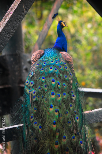 Beautiful colorful peacock bird, Male peafowl are referred to as peacocks, and female peafowl are referred to as peahens