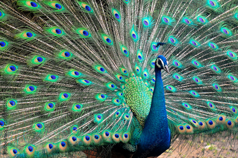 Obraz premium Beautiful colorful peacock bird, Male peafowl are referred to as peacocks, and female peafowl are referred to as peahens