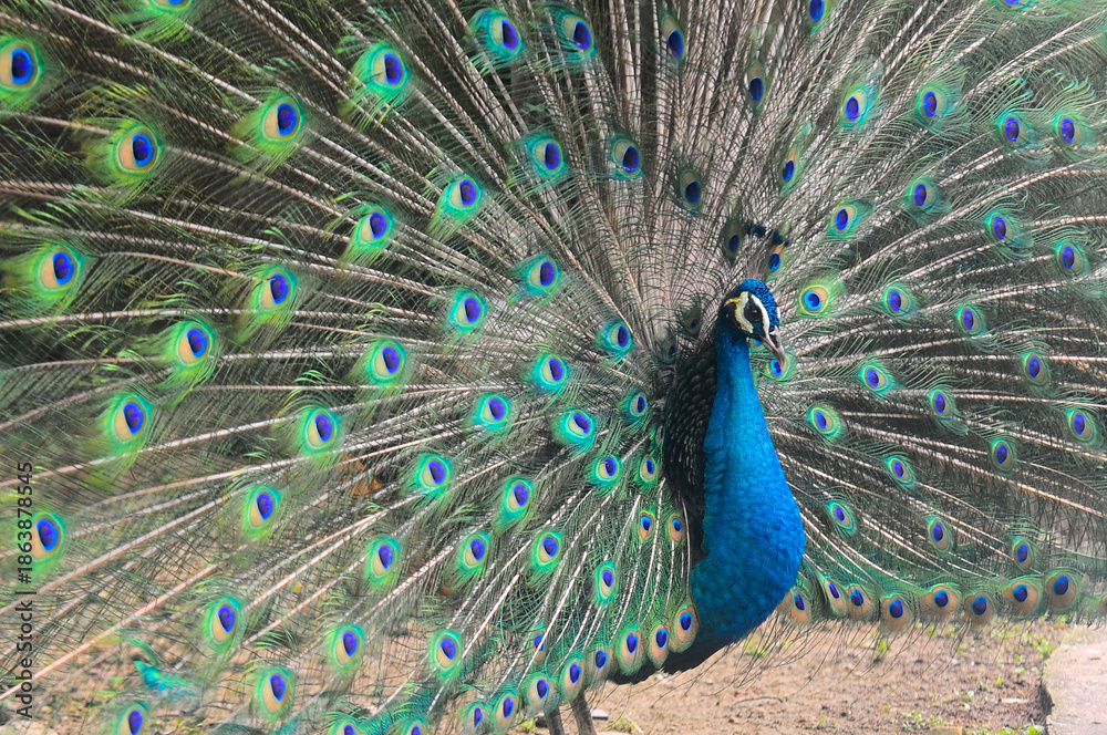 Obraz premium Beautiful colorful peacock bird, Male peafowl are referred to as peacocks, and female peafowl are referred to as peahens