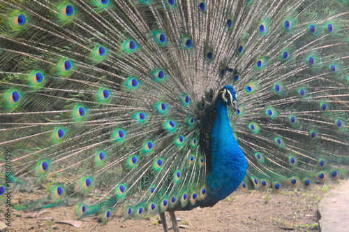 Beautiful colorful peacock bird, Male peafowl are referred to as peacocks, and female peafowl are referred to as peahens