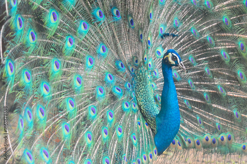Beautiful colorful peacock bird, Male peafowl are referred to as peacocks, and female peafowl are referred to as peahens