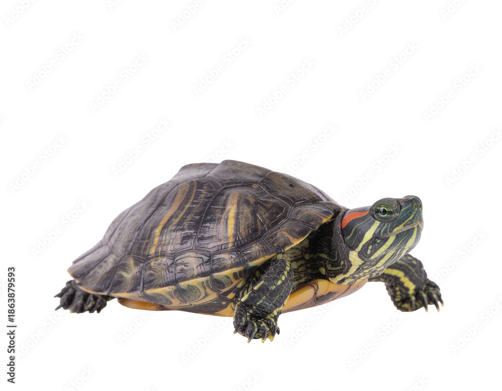 Obraz premium Yellow-banded turtle resting on a light surface with detailed shell texture