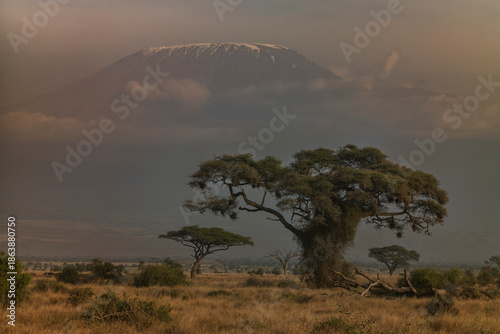 Mt Kilimanjaro and an acacia tree photographed during a sunset at the golden hour at Amboseli National Park in Kenya.