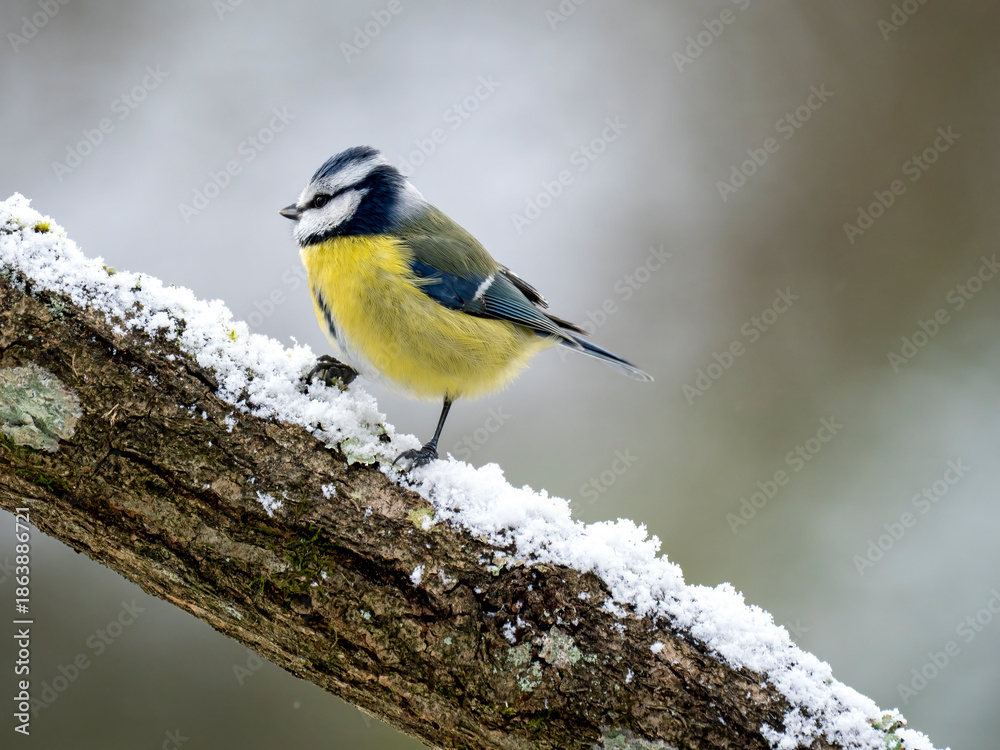 Fototapeta premium Blaumeise, Cyanistes caeruleus 