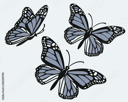 A set of beautiful monarch butterflies with colorful orange and black wings isolated on a white background for spring nature and garden wildlife vector illustrations