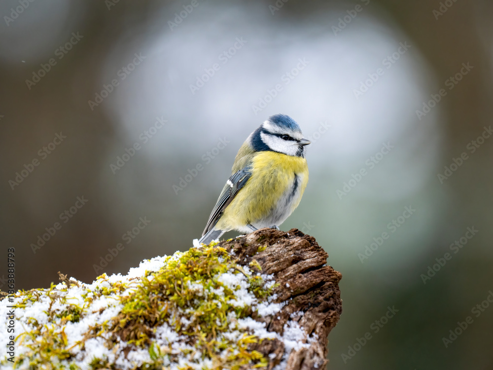 Obraz premium Blaumeise, cyanistes caeruleus