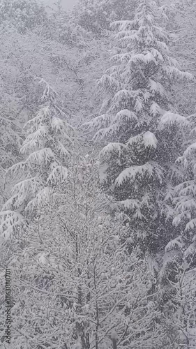 Snowy trees view in winter,  snowing weather,  snowfall in small forest



