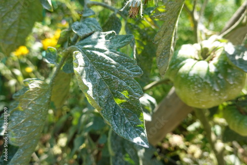 Quadro su tela Tomato plant showing powdery mildew disease on leaves