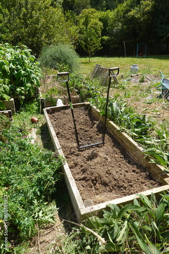 Preparing raised garden bed with broadfork tool for cultivation