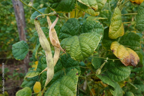 Billede på lærred Growing pinto beans on plant in garden