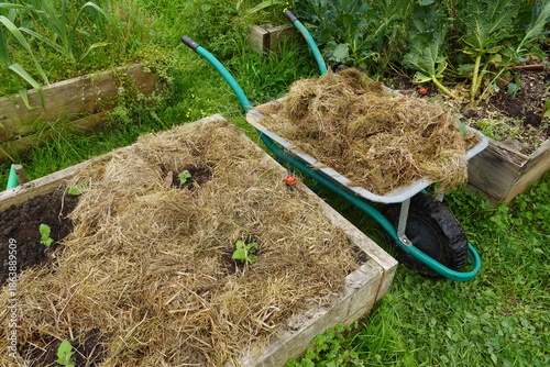 Foto Gardener mulching vegetable garden with dry grass using wheelbarrow