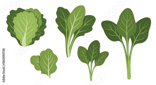 Set of fresh green leafy vegetables including lettuce and spinach, illustrated in a textured, hand-drawn style for healthy food concepts.
